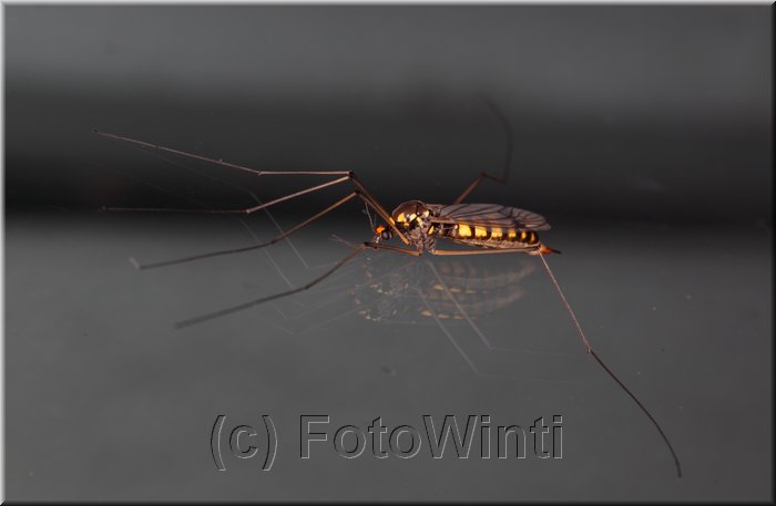 Ctenophora ornata 2.JPG