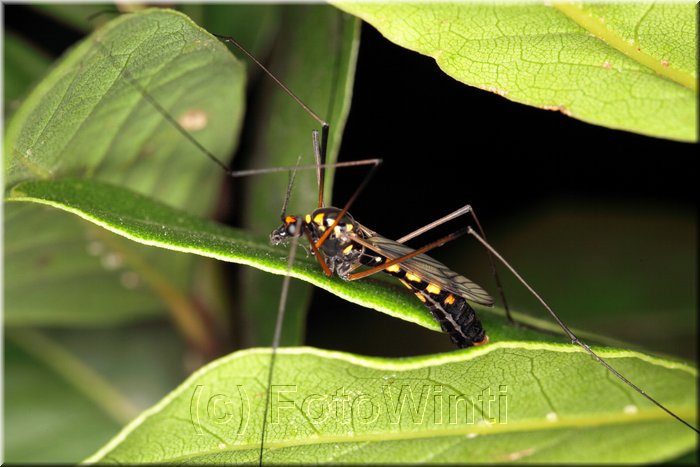 Ctenophora ornata.JPG