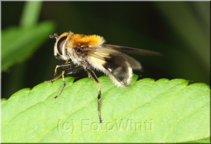 Eristalis intricarius.JPG