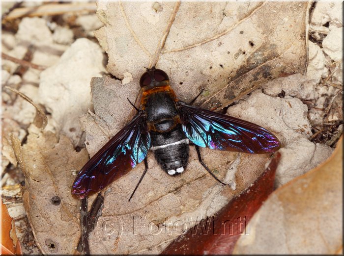 Ligyra tantalus.JPG