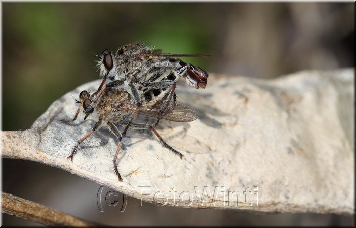 Machimus sp 2.JPG