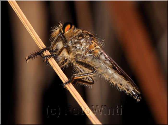 Machimus sp.JPG