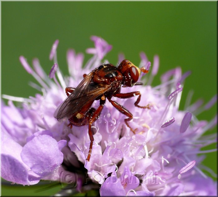 Myopa buccata.JPG