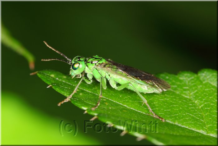 Oxycera trilineata.JPG