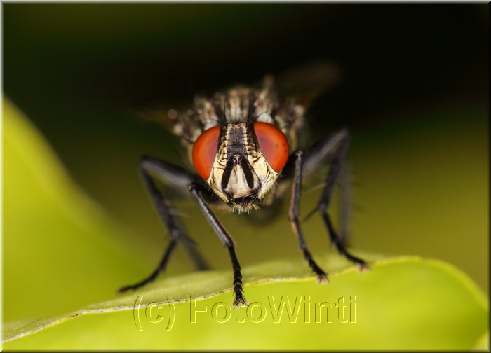 Sarcophaga carnaria 2.JPG