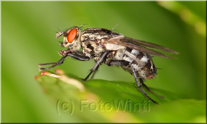 Sarcophaga carnaria 3.JPG
