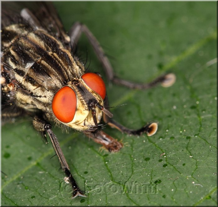 Sarcophaga carnaria 4.JPG