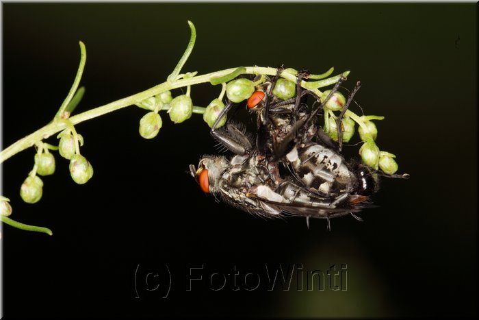 Sarcophaga carnaria.JPG