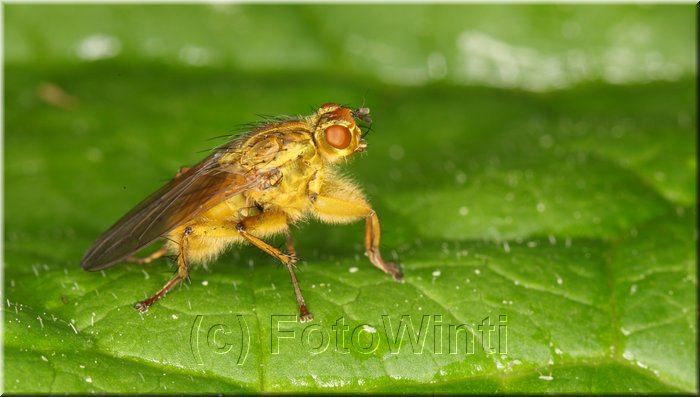 Scatophaga stercoraria 2.JPG