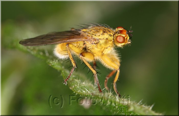Scatophaga stercoraria.JPG