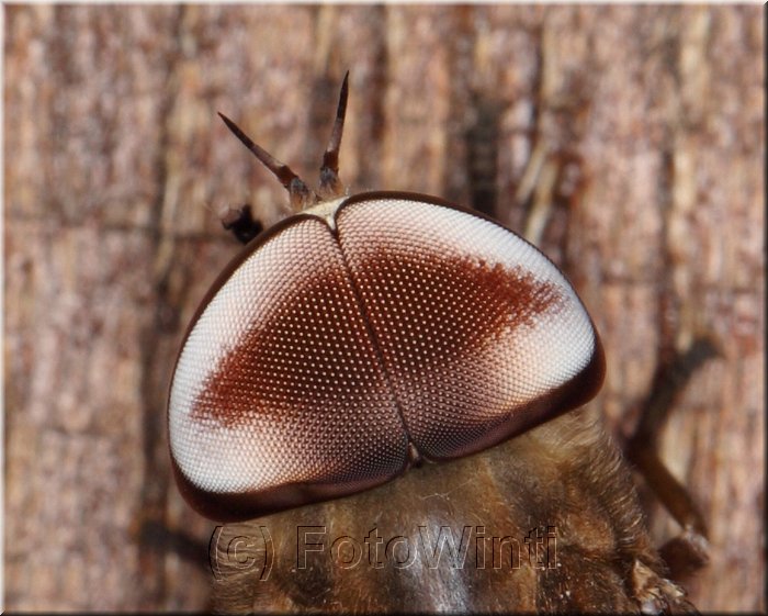 Tabanus melanocerus. 2.jpg