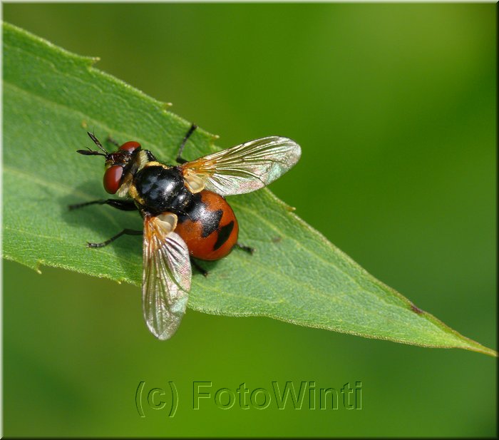Tachina fera.jpg
