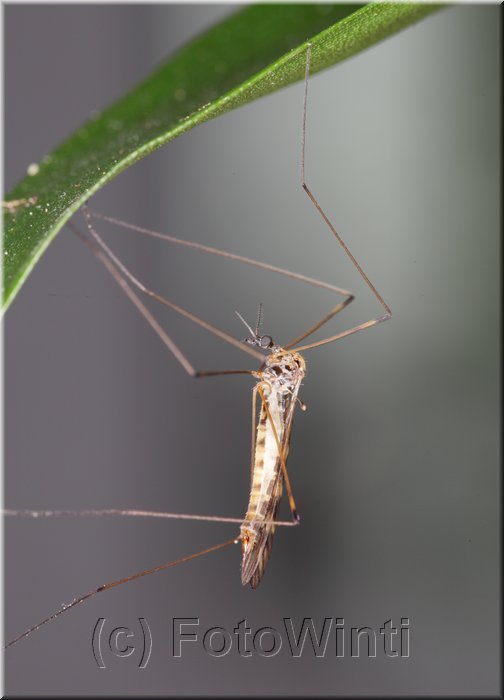Tipula oleracea 2.JPG