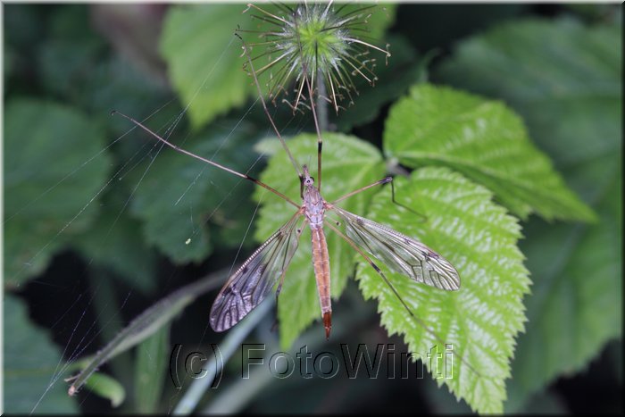 Tipula oleracea 3.JPG
