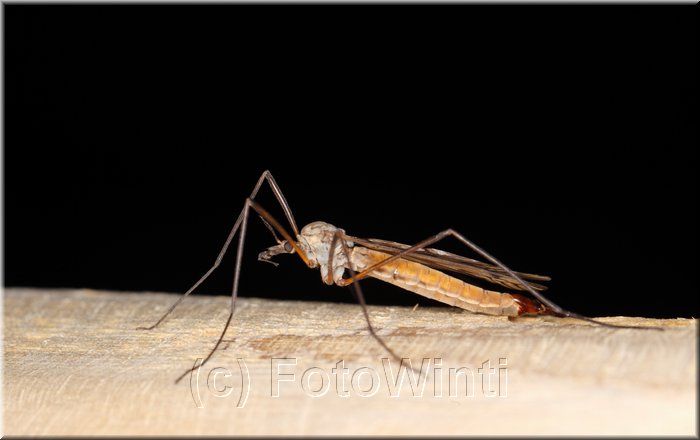 Tipula oleracea.JPG
