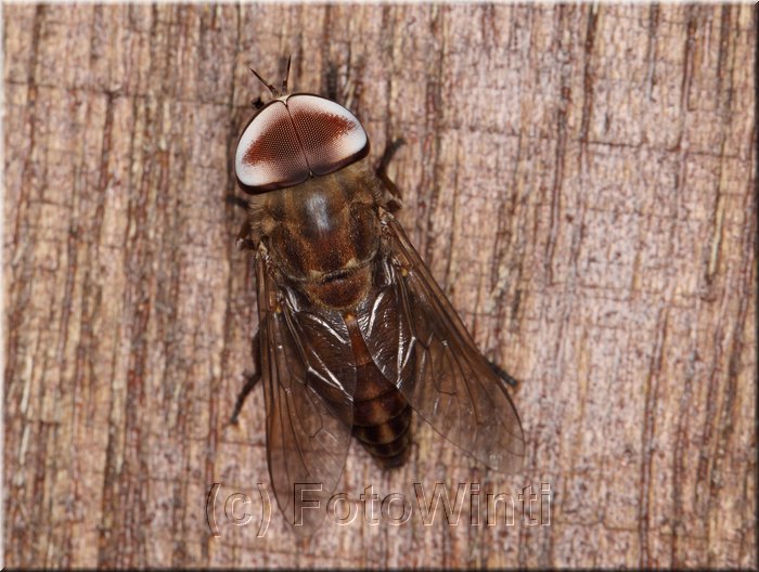 tabanus melanocerus.JPG