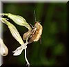 Bombyllus major.JPG