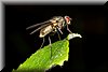 Coenosia tigrina.JPG