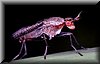 Coremacera marginata 2.jpg