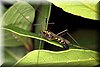 Ctenophora ornata.JPG