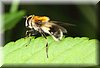 Eristalis intricarius.JPG
