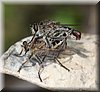 Machimus sp 3.JPG