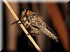 Machimus sp.JPG