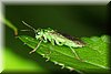 Oxycera trilineata.JPG