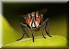 Sarcophaga carnaria 2.JPG