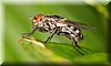 Sarcophaga carnaria 3.JPG