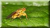 Scatophaga stercoraria 2.JPG