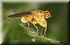 Scatophaga stercoraria.JPG