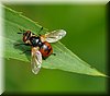 Tachina fera.jpg