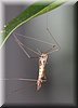Tipula oleracea 2.JPG