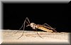 Tipula oleracea.JPG