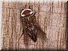 tabanus melanocerus.JPG